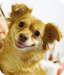 Chihuahua Dog for Sale in Medford, Massachusetts - Daisy Chihuahua Dog for Sale in Medford, Massachusetts - Daisy