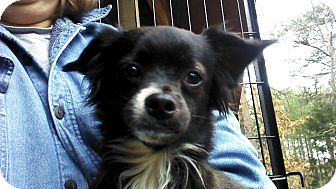 Chihuahua/Pomeranian Mix Dog for Sale in Allentown, Pennsylvania - Bits Chihuahua/Pomeranian Mix Dog for Sale in Allentown, Pennsylvania - Bits