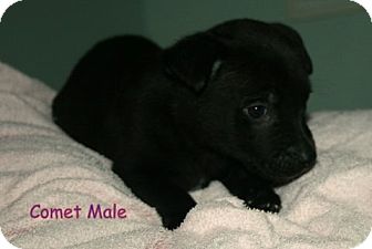 Rottweiler/Collie Mix Puppy for Sale in Danbury, Connecticut - Comet Rottweiler/Collie Mix Puppy for Sale in Danbury, Connecticut - Comet