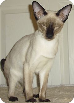 Siamese Cat for Sale in Fairborn, Ohio - Mikimoto-Wauseon Cattery Siamese Cat for Sale in Fairborn, Ohio - Mikimoto-Wauseon Cattery