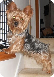 Yorkie, Yorkshire Terrier Dog for Sale in Bartlett, Illinois - Yogi Yorkie, Yorkshire Terrier Dog for Sale in Bartlett, Illinois - Yogi