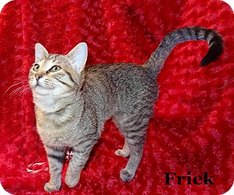Domestic Shorthair Kitten for Sale in Bentonville, Arkansas - Frick Domestic Shorthair Kitten for Sale in Bentonville, Arkansas - Frick