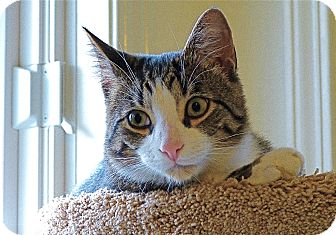 American Shorthair Cat for Sale in Victor, New York - Tucker American Shorthair Cat for Sale in Victor, New York - Tucker