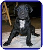 Labrador Retriever/American Bulldog Mix Puppy for Sale in Allentown, Pennsylvania - Geo Labrador Retriever/American Bulldog Mix Puppy for Sale in Allentown, Pennsylvania - Geo