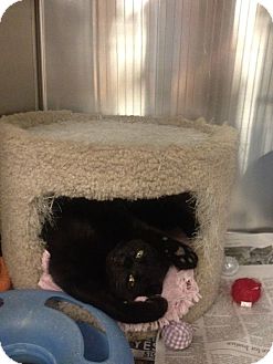 Domestic Shorthair Cat for Sale in Greenville, South Carolina - Princess Bubblegum Domestic Shorthair Cat for Sale in Greenville, South Carolina - Princess Bubblegum