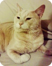 Domestic Shorthair Cat for Sale in Medford, Massachusetts - Yoda Domestic Shorthair Cat for Sale in Medford, Massachusetts - Yoda