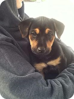 Labrador Retriever Mix Puppy for Sale in Torrance, California - KOBE Labrador Retriever Mix Puppy for Sale in Torrance, California - KOBE