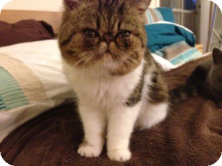Exotic Kitten for Sale in Beverly Hills, California - Sommer Exotic Kitten for Sale in Beverly Hills, California - Sommer