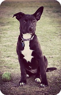Labrador Retriever/Terrier (Unknown Type, Small) Mix Puppy for Sale in Greensboro, Georgia - Nesta- Adopted! Labrador Retriever/Terrier (Unknown Type, Small) Mix Puppy for Sale in Greensboro, Georgia - Nesta- Adopted!