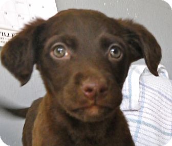 Labrador Retriever Mix Puppy for Sale in Brookville, Indiana - Liam Labrador Retriever Mix Puppy for Sale in Brookville, Indiana - Liam