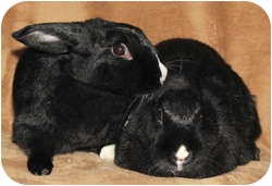 Other/Unknown Mix for Sale in Los Angeles, California - Star Sisters Other/Unknown Mix for Sale in Los Angeles, California - Star Sisters