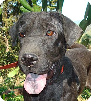 Labrador Retriever/Shar Pei Mix Dog for Sale in Redmond, Washington - Samira Labrador Retriever/Shar Pei Mix Dog for Sale in Redmond, Washington - Samira