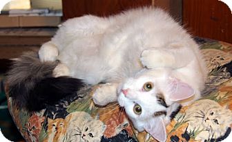 Domestic Mediumhair Cat for Sale in Alexandria, Virginia - Plisch Domestic Mediumhair Cat for Sale in Alexandria, Virginia - Plisch