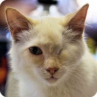 Turkish Angora Cat for Sale in Morganton, North Carolina - Cotton Turkish Angora Cat for Sale in Morganton, North Carolina - Cotton