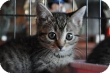 Domestic Shorthair Kitten for Sale in La Canada Flintridge, California - Scout Domestic Shorthair Kitten for Sale in La Canada Flintridge, California - Scout