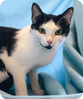 Domestic Shorthair Cat for Sale in Troy, Michigan - Gene Domestic Shorthair Cat for Sale in Troy, Michigan - Gene