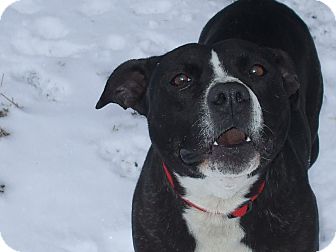 American Pit Bull Terrier Dog for Sale in Carey, Ohio - BONNIE American Pit Bull Terrier Dog for Sale in Carey, Ohio - BONNIE