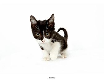 Domestic Shorthair Kitten for Sale in New York, New York - Pumpkin Domestic Shorthair Kitten for Sale in New York, New York - Pumpkin