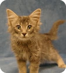 Domestic Mediumhair Kitten for Sale in Sacramento, California - Dusty Domestic Mediumhair Kitten for Sale in Sacramento, California - Dusty