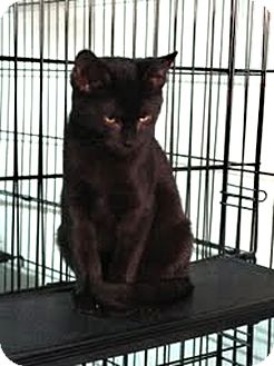 Domestic Shorthair Kitten for Sale in New Haven, Connecticut - Howard Domestic Shorthair Kitten for Sale in New Haven, Connecticut - Howard