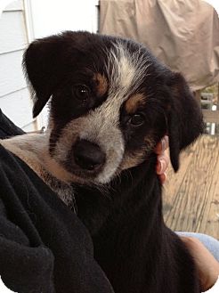 Terrier (Unknown Type, Medium) Mix Puppy for Sale in Richmond, Virginia - Frodo Terrier (Unknown Type, Medium) Mix Puppy for Sale in Richmond, Virginia - Frodo