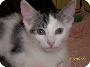 Domestic Shorthair Kitten for Sale in Riverside, Rhode Island - Morgan Domestic Shorthair Kitten for Sale in Riverside, Rhode Island - Morgan