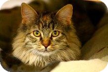Domestic Longhair Cat for Sale in Mesa, Arizona - Tigre Domestic Longhair Cat for Sale in Mesa, Arizona - Tigre
