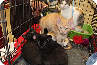 Domestic Shorthair Kitten for Sale in santa monica, California - Valentino Domestic Shorthair Kitten for Sale in santa monica, California - Valentino
