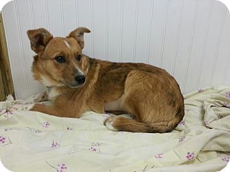 Australian Shepherd/Australian Cattle Dog Mix Puppy for Sale in Bedford, Virginia - Jamie Australian Shepherd/Australian Cattle Dog Mix Puppy for Sale in Bedford, Virginia - Jamie