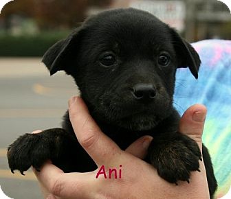 Terrier (Unknown Type, Medium)/Shepherd (Unknown Type) Mix Puppy for Sale in Danbury, Connecticut - Ani Terrier (Unknown Type, Medium)/Shepherd (Unknown Type) Mix Puppy for Sale in Danbury, Connecticut - Ani