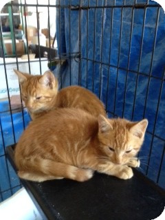 Domestic Shorthair Kitten for Sale in Ft. Lauderdale, Florida - Miss Molly Domestic Shorthair Kitten for Sale in Ft. Lauderdale, Florida - Miss Molly