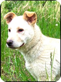Labrador Retriever Mix Puppy for Sale in Colville, Washington - Wags Labrador Retriever Mix Puppy for Sale in Colville, Washington - Wags
