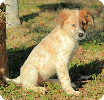 Australian Shepherd/English Setter Mix Puppy for Sale in Brattleboro, Vermont - Lizzy Australian Shepherd/English Setter Mix Puppy for Sale in Brattleboro, Vermont - Lizzy