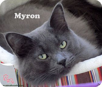 Domestic Mediumhair Cat for Sale in St Louis, Missouri - Myron Domestic Mediumhair Cat for Sale in St Louis, Missouri - Myron