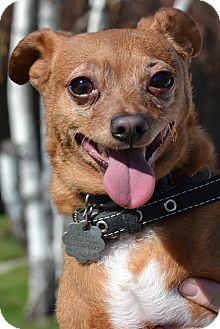 Miniature Pinscher Mix Dog for Sale in Simi Valley, California - Mikey Miniature Pinscher Mix Dog for Sale in Simi Valley, California - Mikey