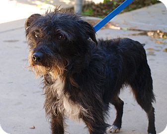 Terrier (Unknown Type, Small) Mix Dog for Sale in Chula Vista, California - Rufus Terrier (Unknown Type, Small) Mix Dog for Sale in Chula Vista, California - Rufus