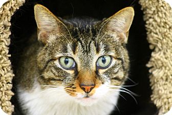 Domestic Shorthair Cat for Sale in Mesa, Arizona - Victor Domestic Shorthair Cat for Sale in Mesa, Arizona - Victor