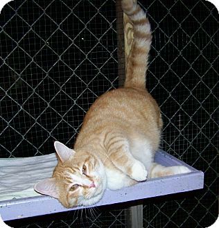 Domestic Shorthair Cat for Sale in Dover, Ohio - Slick Domestic Shorthair Cat for Sale in Dover, Ohio - Slick