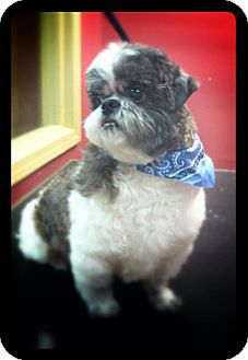 Shih Tzu Dog for Sale in Hazard, Kentucky - Baxter Shih Tzu Dog for Sale in Hazard, Kentucky - Baxter