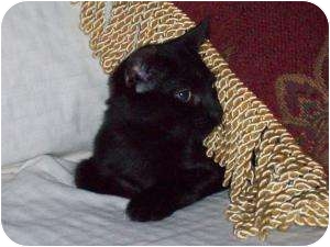 Domestic Shorthair Cat for Sale in Medford, New Jersey - Mimosa Domestic Shorthair Cat for Sale in Medford, New Jersey - Mimosa