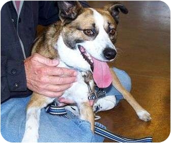Border Collie/Jack Russell Terrier Mix Dog for Sale in Patterson, California - BANDIT Border Collie/Jack Russell Terrier Mix Dog for Sale in Patterson, California - BANDIT