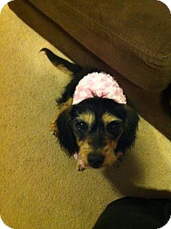 Dachshund Dog for Sale in Denver, Colorado - Sandy Dachshund Dog for Sale in Denver, Colorado - Sandy