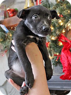 Pointer Mix Puppy for Sale in Howell, Michigan - Jeri Lynn Pointer Mix Puppy for Sale in Howell, Michigan - Jeri Lynn