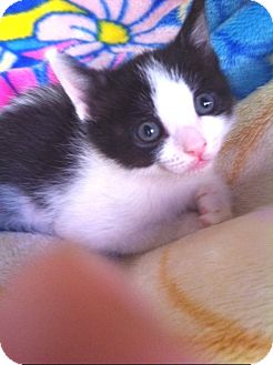 Domestic Shorthair Kitten for Sale in Irvine, California - RONNIE Domestic Shorthair Kitten for Sale in Irvine, California - RONNIE