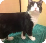Domestic Mediumhair Cat for Sale in Modesto, California - Mamas Domestic Mediumhair Cat for Sale in Modesto, California - Mamas