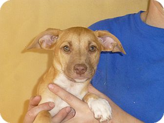 Beagle Mix Puppy for Sale in Oviedo, Florida - Brandy Beagle Mix Puppy for Sale in Oviedo, Florida - Brandy