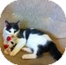 Domestic Mediumhair Kitten for Sale in Vancouver, British Columbia - Mr. Furley Domestic Mediumhair Kitten for Sale in Vancouver, British Columbia - Mr. Furley