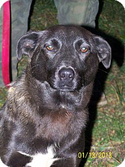 Labrador Retriever/Border Collie Mix Puppy for Sale in Sussex, New Jersey - Rainman $75 Off Adopt Fee Labrador Retriever/Border Collie Mix Puppy for Sale in Sussex, New Jersey - Rainman $75 Off Adopt Fee
