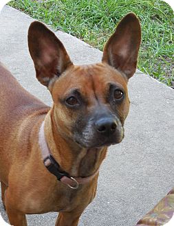 Chihuahua/Terrier (Unknown Type, Small) Mix Dog for Sale in Ormond Beach, Florida - Missy Chihuahua/Terrier (Unknown Type, Small) Mix Dog for Sale in Ormond Beach, Florida - Missy