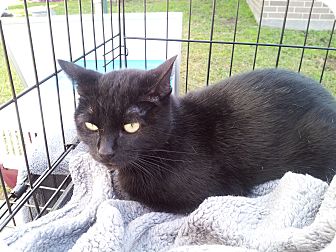 Domestic Shorthair Cat for Sale in Fort Worth, Texas - Thunder Domestic Shorthair Cat for Sale in Fort Worth, Texas - Thunder